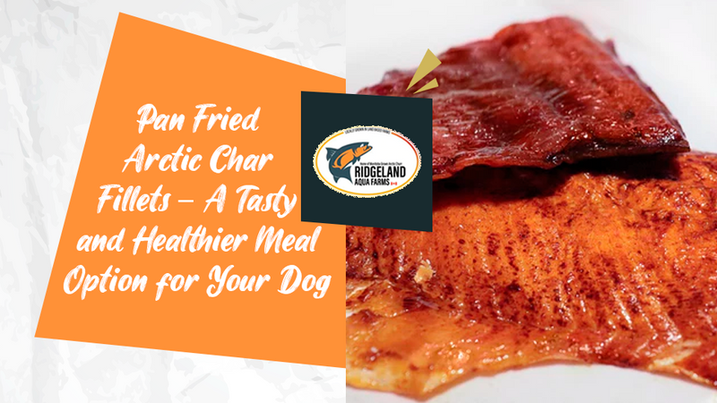 Pan Fried Arctic Char Fillets – A Tasty and Healthier Meal Option for Your Dog